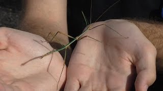 Focus on Species Stick Insects Phasmatodea [upl. by Flora89]