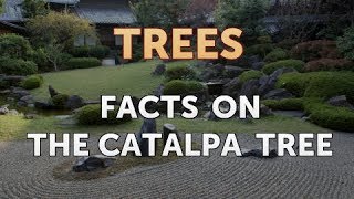 Facts on the Catalpa Tree [upl. by Alig]