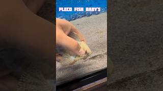 pleco fish breeding shorts viral pleco fishbreeding oscarfish youtubeshorts [upl. by Sankaran648]