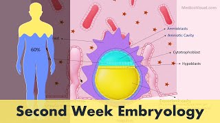 Week 2 Second Week Human Embryology p1 [upl. by Eniretac]