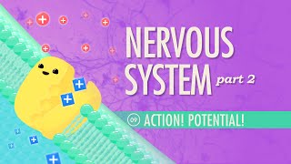 The Nervous System Part 2  Action Potential Crash Course Anatomy amp Physiology 9 [upl. by Ibob517]