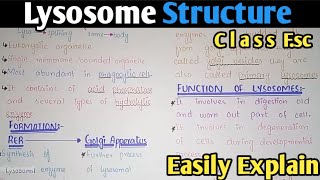 Lysosome Structure And Functions  Class 11 Biology [upl. by Yessydo]