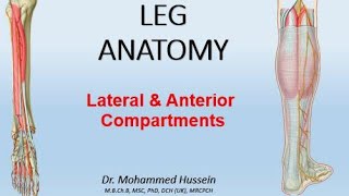 LEG ANATOMY  Lateral amp Anterior Compartments [upl. by Corenda]