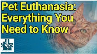 Pet Euthanasia Everything You Need to Know [upl. by Okiek421]