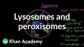 Lysosomes and peroxisomes  Cells  MCAT  Khan Academy [upl. by Pernick]