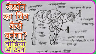 नेफ्रॉनकाचित्र बनाने का आसान तरीका  मानव वृक्काणु की संरचना howtodrawhumannephron [upl. by Atinor]