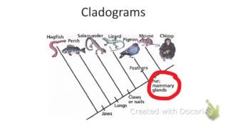 How to read a cladogram [upl. by Airrotal]