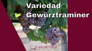 Gewürztraminer variedad  Variedad de uva Traminer  Canal vinos enólogos sommeliers [upl. by Giesser]