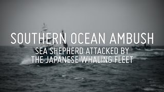 Southern Ocean Ambush  Sea Shepherd Attacked by Japanese Whaling Fleet [upl. by Portland]