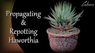 Propagating amp Repotting Haworthia  Cactus amp Succulents [upl. by Cogswell192]