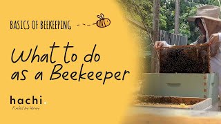 Beekeeping in the Philippines  What to do as a Beekeeper [upl. by Hinman]