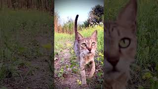 Meow Meow Biralo Myau MyauPopularCat Sound EffectBiralo KidsChildren Music Meow Meow Sound [upl. by Rialcnis]