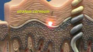 Composite Skin Model  Epidermis amp Dermis [upl. by Tade54]