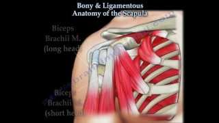 Bony amp Ligmentous Anatomy Of The Scapula  Everything You Need To Know  Dr Nabil Ebraheim [upl. by Socha]