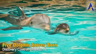 Five Bottlenose Dolphins Born at Discovery Cove [upl. by Dewayne194]