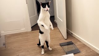 Cats get weirder everyday  Funny Cat Videos [upl. by Ema]