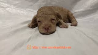 Ennio is a threeweekold toy poodle puppy [upl. by Dianuj]