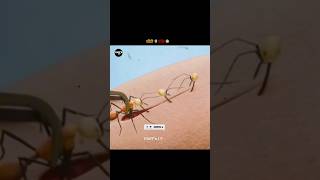 Army Ants as Stitches 😨  FACT’s 1 7  amazingfacts shorts ants [upl. by Grishilda933]