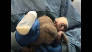 Minnesota Zoo new baby Gibbon [upl. by Helga]