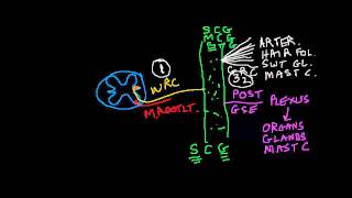 Nociception 4 of 4 Sympathetic Effects continuedmp4 [upl. by Ainet702]