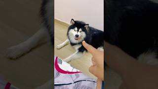 Shadow ki baate to suno♥️🙈use headphones huskydoglovers doglover youtube funny ytshorts yt [upl. by Ahsirahc]