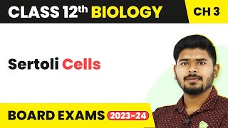 Sertoli Cells  Human Reproduction  Class 12 Biology 202223 [upl. by Cath890]