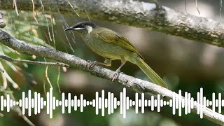 Lewins Honeyeater Call  Australian Bird Sounds amp Songs [upl. by Kincaid291]