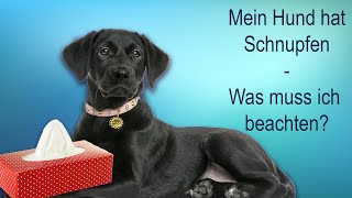 Mein Hund hat Schnupfen – was muss ich beachten [upl. by Cagle]