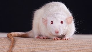 Facts amp Myths  Pet Rats [upl. by Avirt]