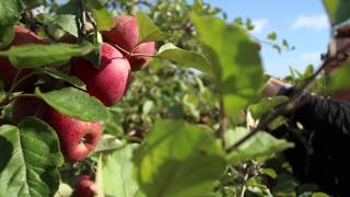 La cueillette des pommes au vergers de Sellières [upl. by Noryak208]