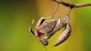 Mantodea  Insecthaus  Adrian Kozakiewicz [upl. by Hooper]