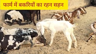 फार्म में बकरियों का रहन सहन bakri shortslive bakripalanbusinesstrending ytshorts [upl. by Sedgewick]