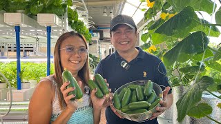 How to Grow Cucumber in Plastic Bottles using Kratky Method  Aeration  Nars Adriano [upl. by Thatch]