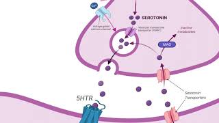 Serotonin Module [upl. by Nodnart97]