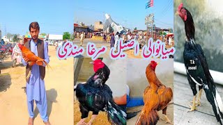 Mianwali Aseel Murgha Mandi Vlogs  Wan bachran aseel mandi  New update 🐓🐓🐓 [upl. by Neruat]