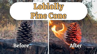 Loblolly Pine Cone [upl. by Aicil548]