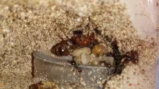 Honeypot Ants feeding on a fruit fly [upl. by Intosh]