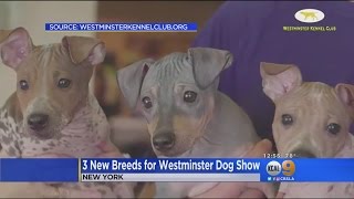 3 New Breeds Make Debut At Westminster Dog Show [upl. by Edyak971]