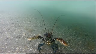 Pêche Chausey homards tourteau araignées [upl. by Blithe]