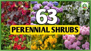 63 Perennial Shrubs for Garden  Best Perennial Shrubs to grow  Plant and Planting [upl. by Ahcsatan]