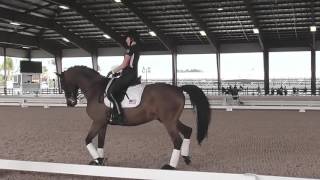 How to Get Your Horse on the Outside Rein with Robert Dover [upl. by Uel586]