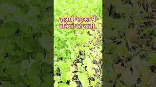 जुलाई अगस्त में धनिया की खेती कैसे करेंbarish me dhaniya ki kheti kab aur kaise kare dhaniyakikheti [upl. by Sephira711]