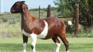 Top Quality Boer Cross buck of Satpathy Goat farm Boer Cross with large animals result [upl. by Dionne]