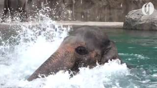 Oregon Zoo elephant Samudra enjoys a swim [upl. by Clapp886]