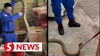 Great snakes 43mlong cobra slithers into prayer goods shop [upl. by Nowell]