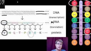 Genotypes and Phenotypes [upl. by Ttelrats]