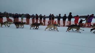 2024 Iditarod quotThe Last Great Racequot Willow Alaska [upl. by Boucher439]