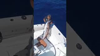 Big amberjack la Gomera [upl. by Ylil]