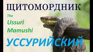 Уссурийский щитомордник Змеи Приморского края [upl. by Voltmer391]