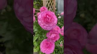 🎀 PRETTY RANUNCULUS 🎀 patiencepetal ranunculus pinkranunculus pinkflowers cutflowers flowers [upl. by Llehsim61]